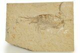 Cretaceous Fossil Shrimp - Lebanon #323706-1